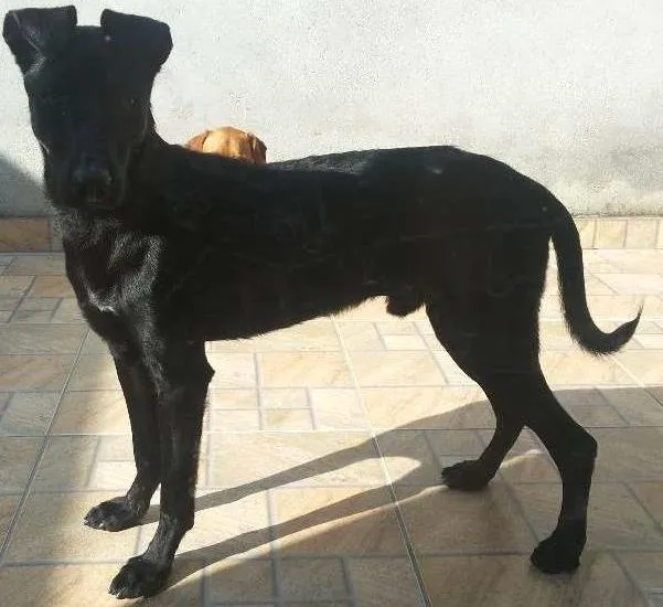 Cachorro ra a Vira lata idade 2 anos nome Bug