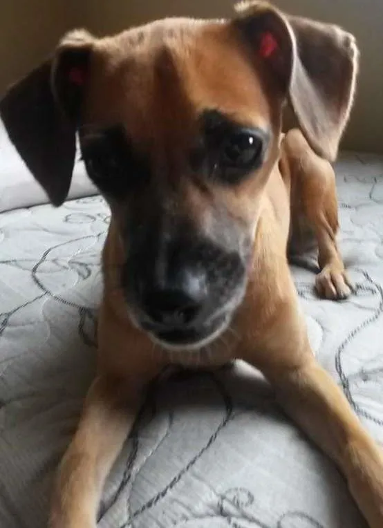 Cachorro ra a SRD idade 7 a 11 meses nome Nina