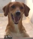 Scooby