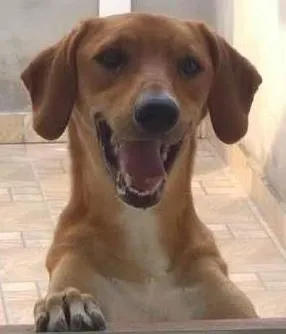 Cachorro raça Vira lata idade 3 anos nome Scooby