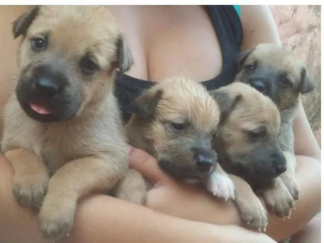 Cachorro ra a Mestiço idade Abaixo de 2 meses nome Sem nome
