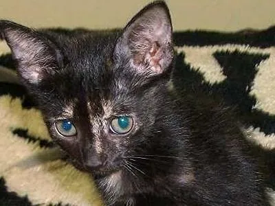 Gato ra a indefinida idade  nome Nona