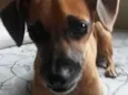 Nina