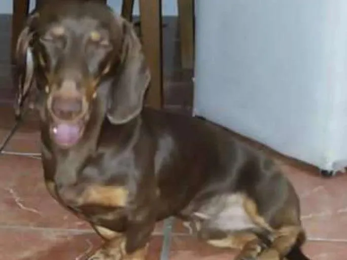 Cachorro ra a Basset-Cofap idade 7 a 11 meses nome HULK