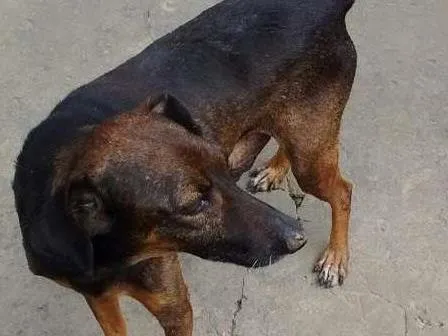 Cachorro ra a pincher 5 e vira lata misturada idade 3 anos nome dobro e luma