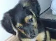 Dora
