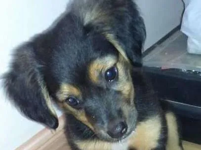 Cachorro ra a Vira lata  idade 2 a 6 meses nome Dora