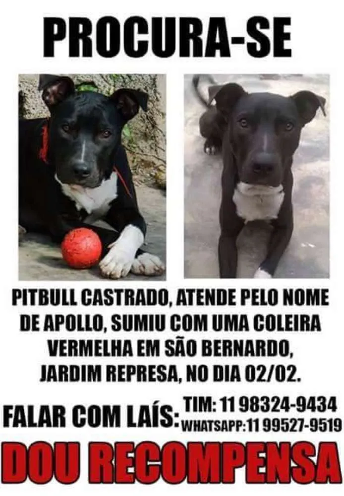 Cachorro ra a Pit bull idade 2 anos nome Apollo