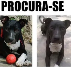 Cachorro raça Pit bull idade 2 anos nome Apollo
