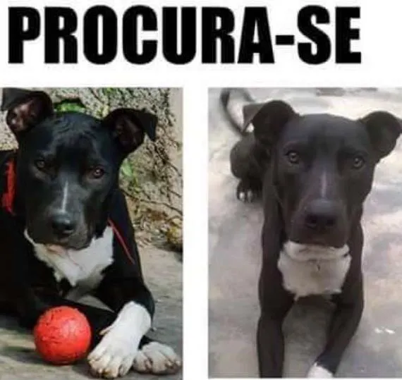 Cachorro ra a Pit bull idade 2 anos nome Apollo