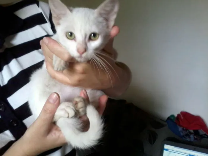 Gato ra a SRD idade 2 a 6 meses nome Luna