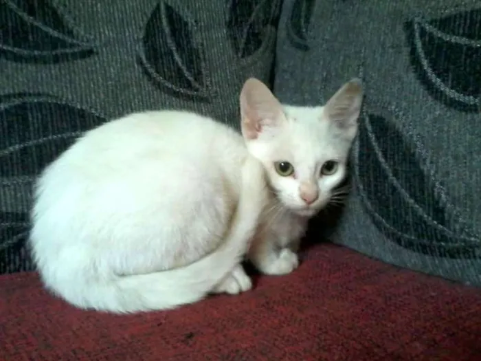 Gato ra a SRD idade 2 a 6 meses nome Luna