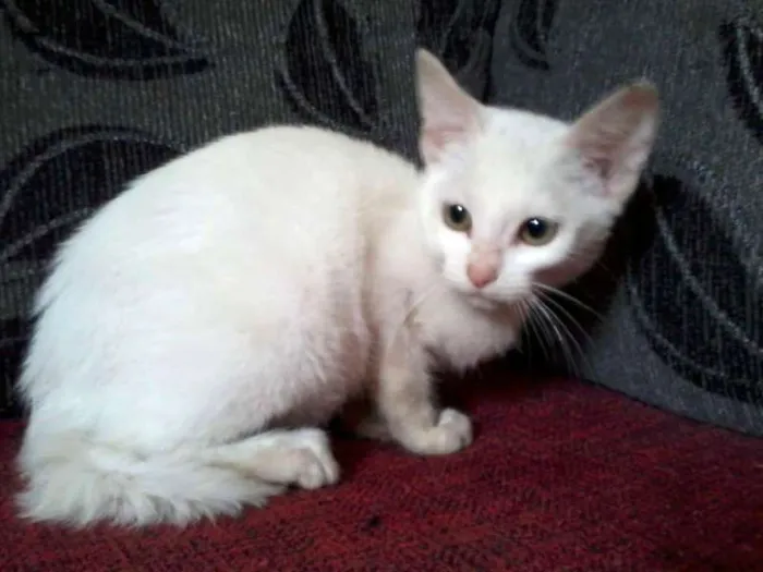 Gato ra a SRD idade 2 a 6 meses nome Luna