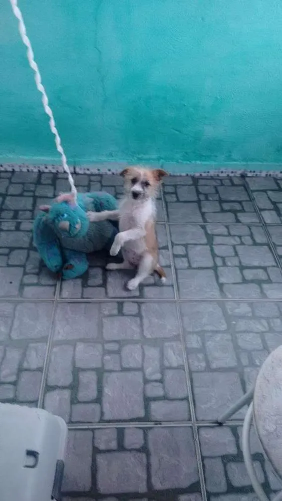 Cachorro ra a Indefinida idade 2 a 6 meses nome Nina