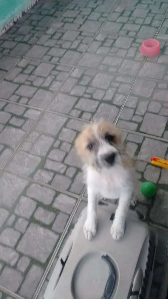 Cachorro ra a Indefinida idade 2 a 6 meses nome Nina
