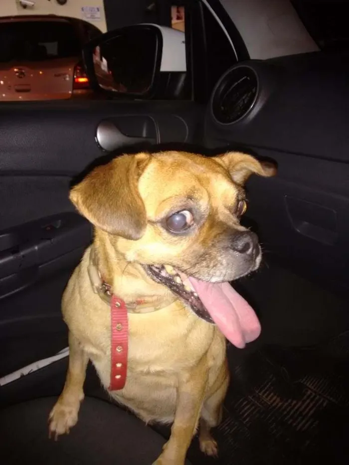 Cachorro ra a SRD idade 6 ou mais anos nome Pitchuca