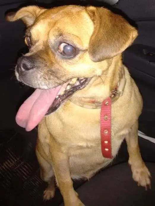 Cachorro ra a SRD idade 6 ou mais anos nome Pitchuca