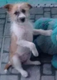 Cachorro ra a Indefinida idade 2 a 6 meses nome Nina