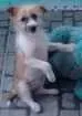 Cachorro raça Indefinida idade 2 a 6 meses nome Nina
