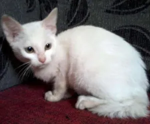 Gato raça SRD idade 2 a 6 meses nome Luna