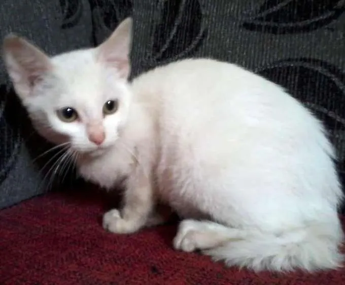 Gato ra a SRD idade 2 a 6 meses nome Luna