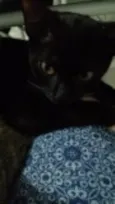 Pretinha