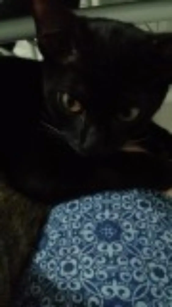Gato ra a Não definida idade 2 a 6 meses nome Pretinha