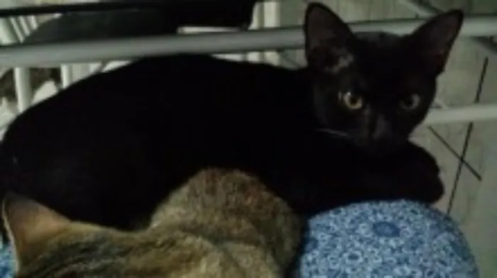Gato ra a Não definida idade 2 a 6 meses nome Pretinha