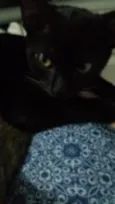 Pretinha