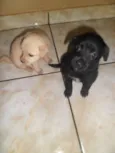 Pepita, elisa, mel