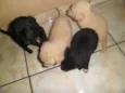 Pepita, elisa, mel