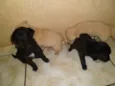 Pepita, elisa, mel