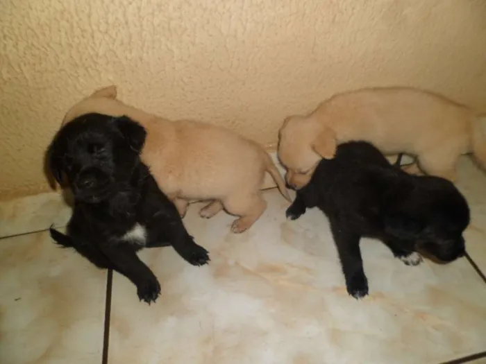 Cachorro ra a vira lata idade Abaixo de 2 meses nome Pepita, elisa, mel