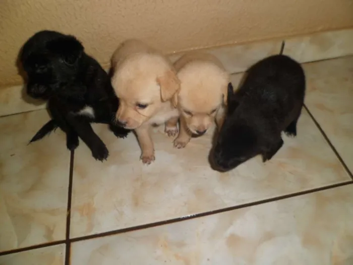 Cachorro ra a vira lata idade Abaixo de 2 meses nome Pepita, elisa, mel
