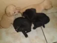 Pepita, elisa, mel