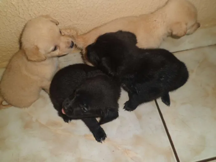 Cachorro ra a vira lata idade Abaixo de 2 meses nome Pepita, elisa, mel