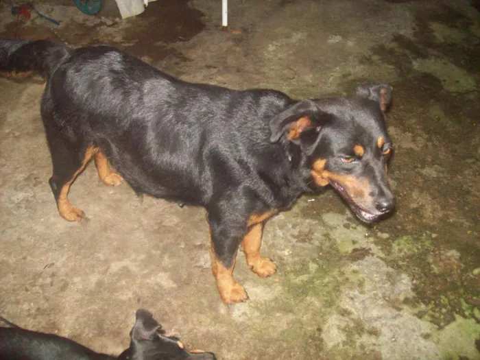 Cachorro ra a Rottweiler idade 1 ano nome ROTTWEILLER