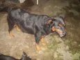 ROTTWEILLER