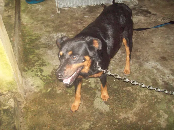 Cachorro ra a Rottweiler idade 1 ano nome ROTTWEILLER