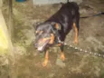 ROTTWEILLER