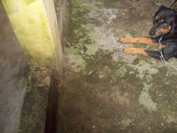 Cachorro ra a Rottweiler idade 1 ano nome ROTTWEILLER