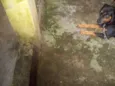ROTTWEILLER