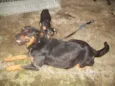 ROTTWEILLER
