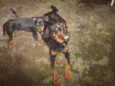 ROTTWEILLER