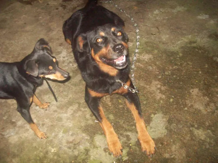 Cachorro ra a Rottweiler idade 1 ano nome ROTTWEILLER