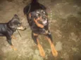 ROTTWEILLER