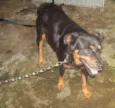 ROTTWEILLER