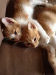 Dois Gatinhos