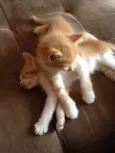 Dois Gatinhos
