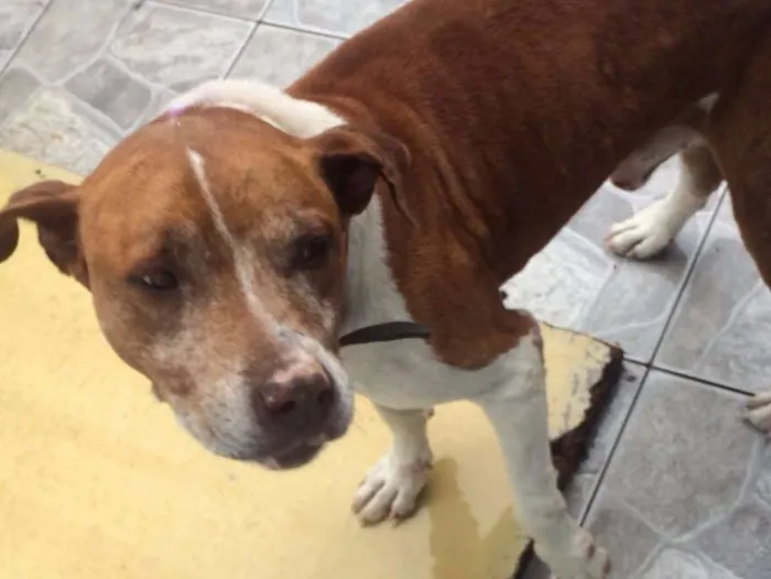Cachorro ra a Pit-Bull idade 4 anos nome LUCKE 